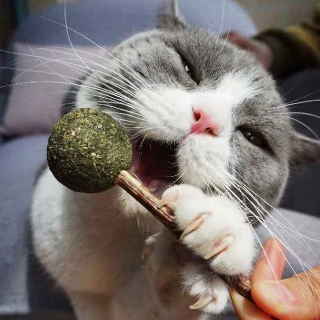 Juguete Para Gato Palito Snack De Hierba Gatera