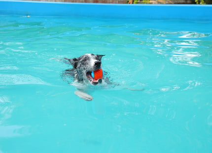 Pelota De Goma Para Perro