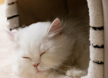 Cama Cucha Tipo Casa Desarmable Para Perro o Gato