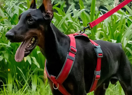 Arnés Antitirones Ajustable Para Perros