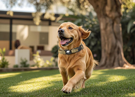 Collar Táctico para Perros con Soporte AirTag