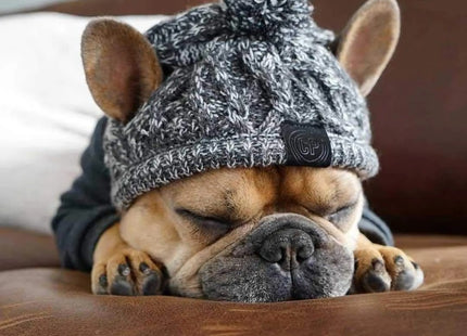 Gorro de Invierno para Perros 🐶🧶 | Tejido, Abrigado y Ajustable