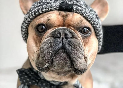 Gorro de Invierno para Perros 🐶🧶 | Tejido, Abrigado y Ajustable