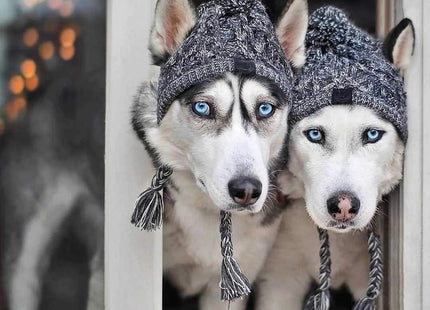 Gorro de Invierno para Perros 🐶🧶 | Tejido, Abrigado y Ajustable