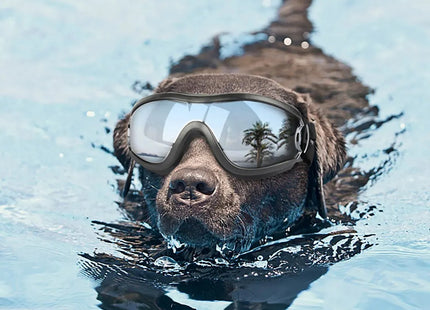 Gafas de Protección para Perros 🐶🕶️