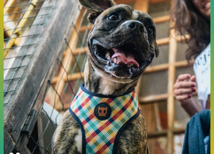 Pechera Zeedog Travis